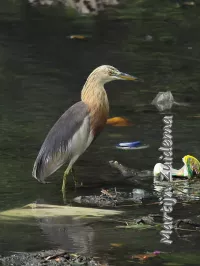 Javaanse ralreiger [Ardeola speciosa speciosa]